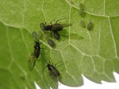 Aphis sambuci