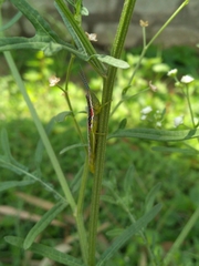 Neorthacris