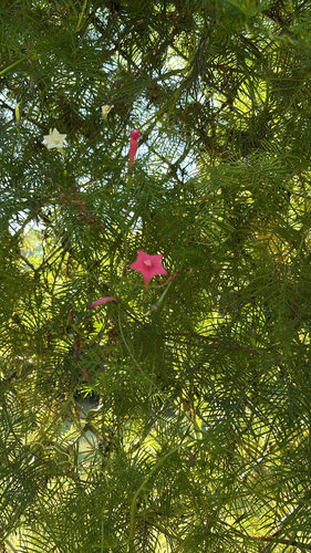 Ipomoea quamoclit observed 2026-10-24