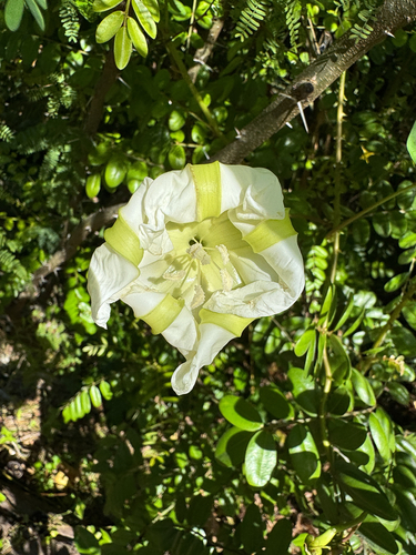 Ipomoea alba observed 2026-10-24