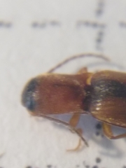 Dalopius marginatus