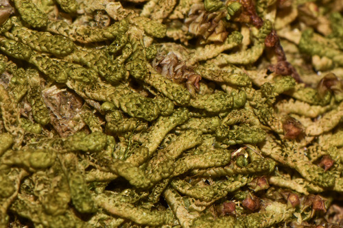 Trilophozia quinquedentata, 2026-08-22