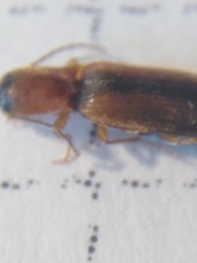 Dalopius marginatus