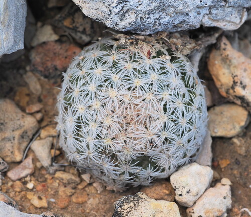 Mammillaria lasiacantha lasiacantha