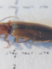 Dalopius marginatus