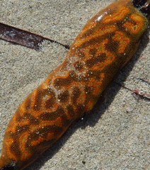 Botrylloides perspicuus