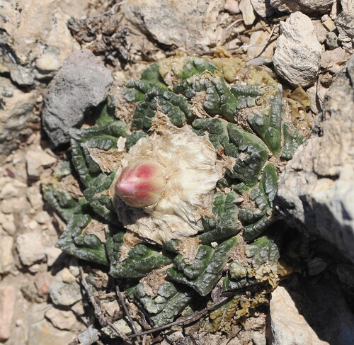 Chautle Livingrock