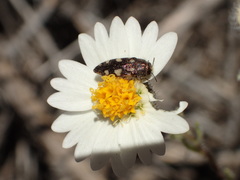 Acmaeodera