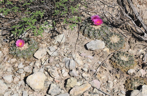 Chautle Livingrock