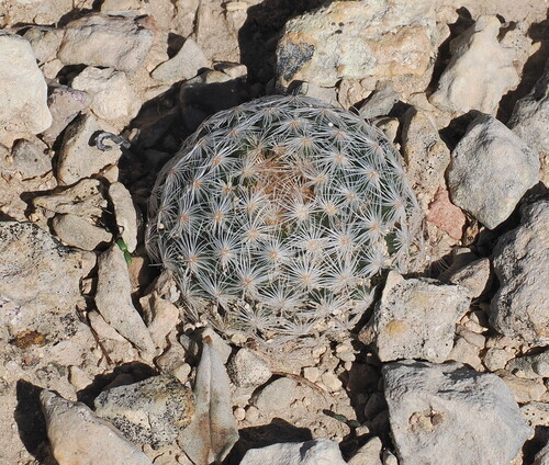 Lace-spine Nipple Cactus