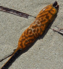 Botrylloides perspicuus