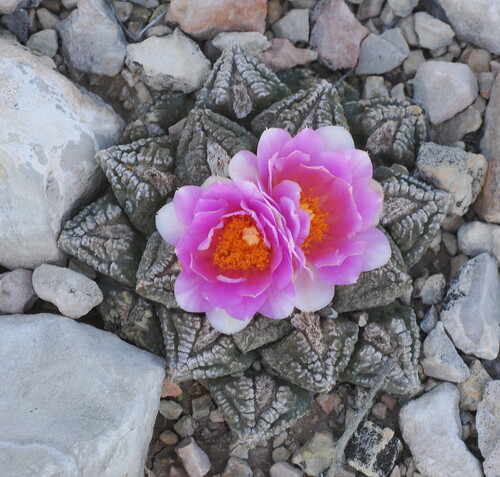 Chautle Livingrock