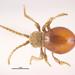Shiny Spider Beetle - Photo (c) 
Walker, K. (2007) . Updated on 8/30/2011 4:45:44 PM, some rights reserved (CC BY)