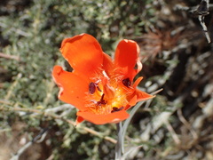 Calochortus kennedyi