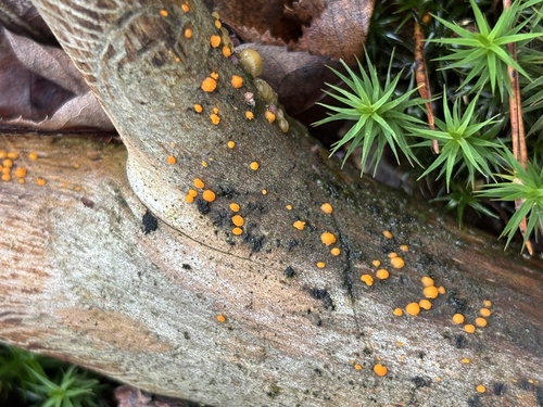 Dacrymyces stillatus, 2026-10-24