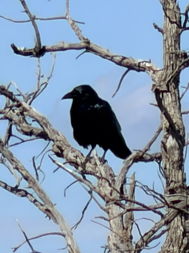 Chihuahuan Raven