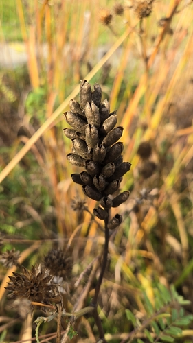 Astragalus canadensis observed 2026-10-24