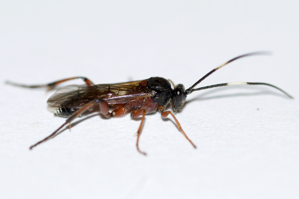Linycus exhortator thoracicus