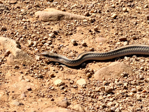 Mountain Patch-nosed Snake