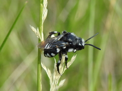 Melecta luctuosa