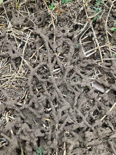 Long-jawed Desert Termites