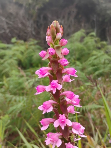 Satyrium nepalense observed 2026-10-22