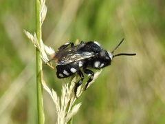 Melecta luctuosa