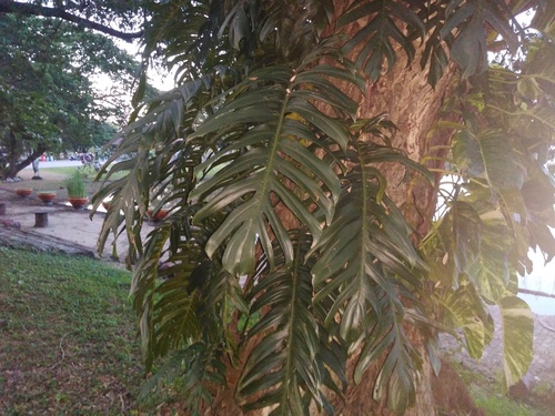 Epipremnum pinnatum observed 2026-10-24