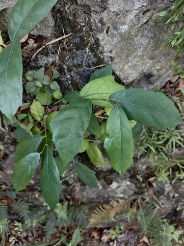 Ficus tinctoria observed 2026-10-24