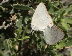 Satyrium sylvinus