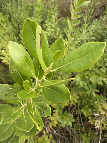 Ilex glabra observed 2026-10-24