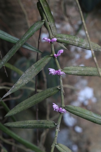 Trichoglottis observed 2026-10-17