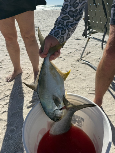 Trachinotus observed 2026-10-24