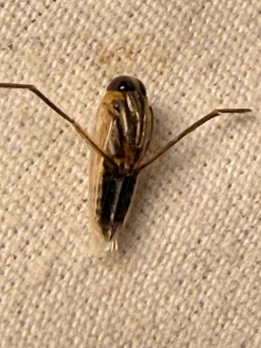 Buenoa