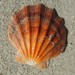 Queen Scallop - Photo (c) davidsando, some rights reserved (CC BY-NC), uploaded by davidsando