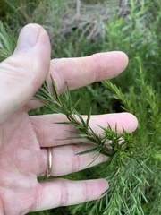 Cliffortia strobilifera