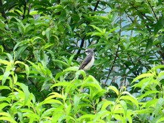 Pericrocotus cantonensis