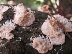 Rhodofomitopsis lilacinogilva image