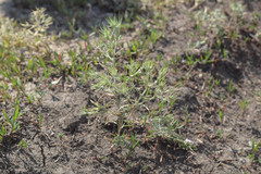 Ceratocarpus arenarius