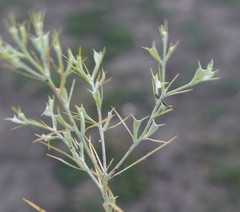 Ceratocarpus arenarius