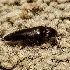 Melanotus castanipes