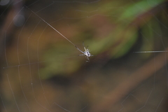 Leucauge dromedaria