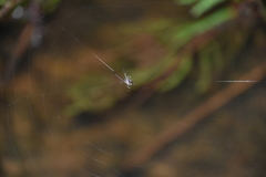 Leucauge dromedaria