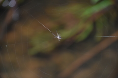Leucauge dromedaria