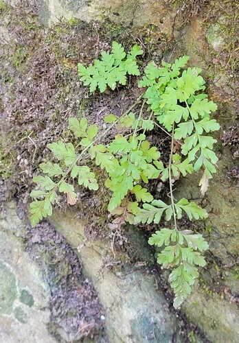 Cystopteris fragilis observed 2026-10-22