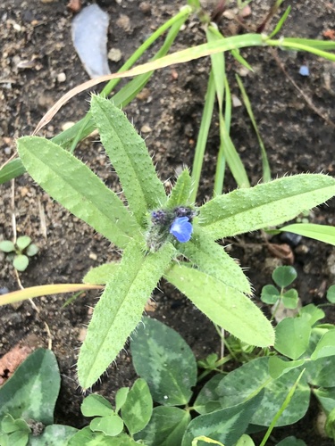 Anchusa, 2026-10-24