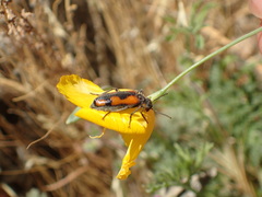 Eupompha elegans