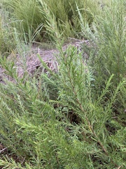 Cliffortia strobilifera