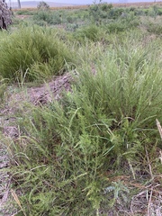 Cliffortia strobilifera