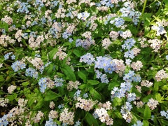 Myosotis